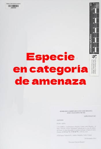 Ejemplar en categoría de amenaza