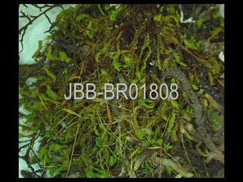 1808