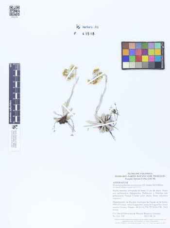 41518