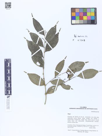 41649