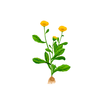 Hierba terrestre