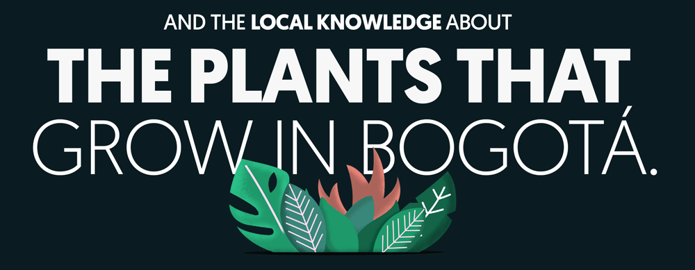 And the knowledge of local knowledge about the plants that grow in Bogota