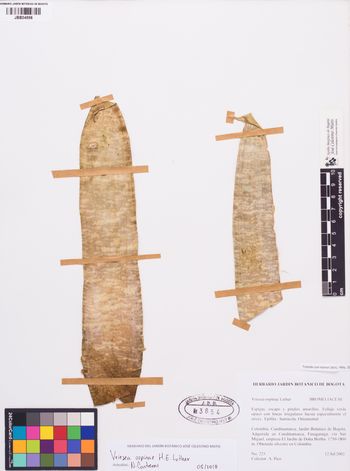 3854