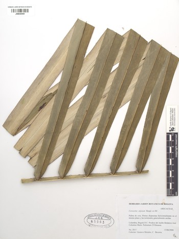 5963.1