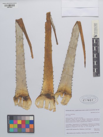 17651