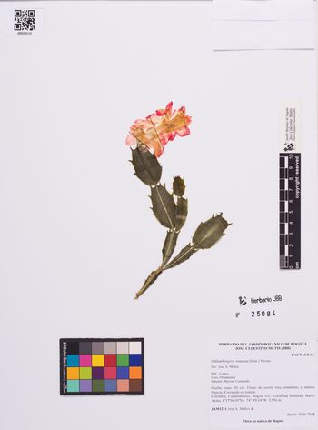 25084