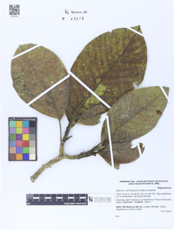 43373