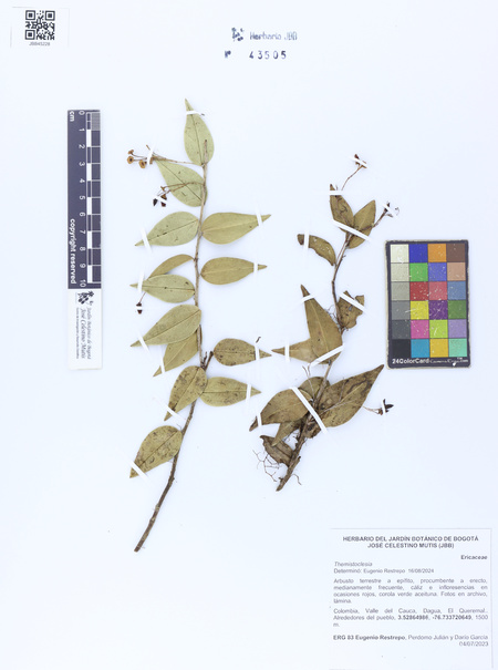 43505
