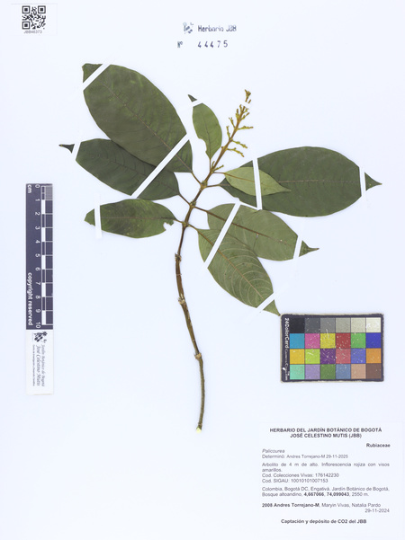 44475